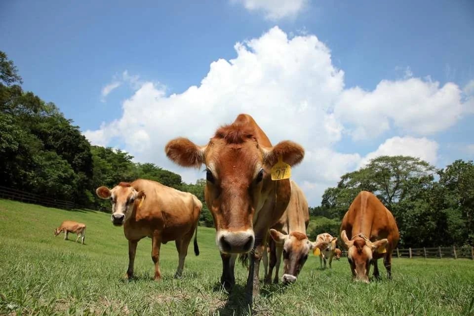 Miaoli Flying Cow Ranch Tickets