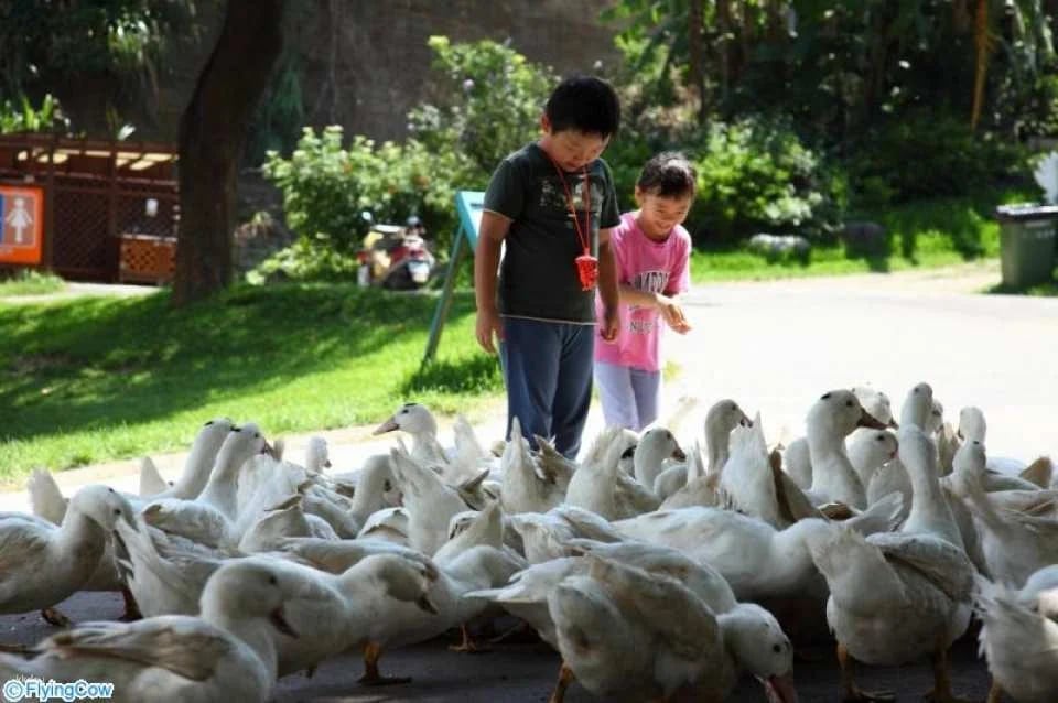 Miaoli Flying Cow Ranch Tickets