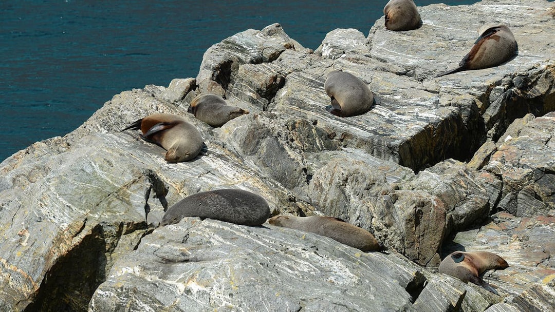 Fur seals resting on rocks at Milford Sound, New Zealand.