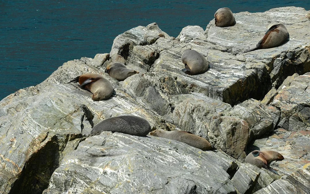 Milford Sound Cruise Image 10