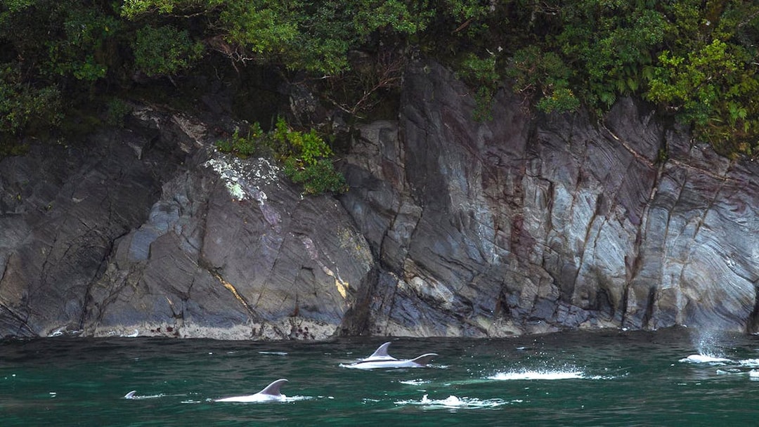 Dolphins swimming near rocky cliffs in Milford Sound, New Zealand.
