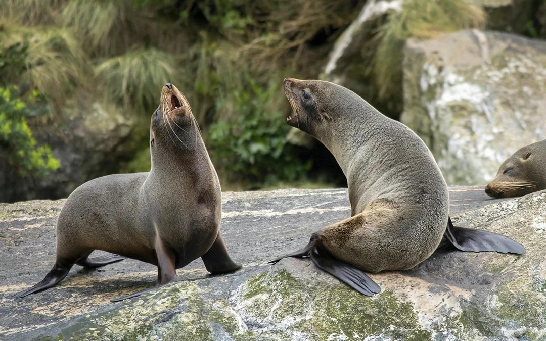 Milford Sound Cruise with Optional Lunch Image 4