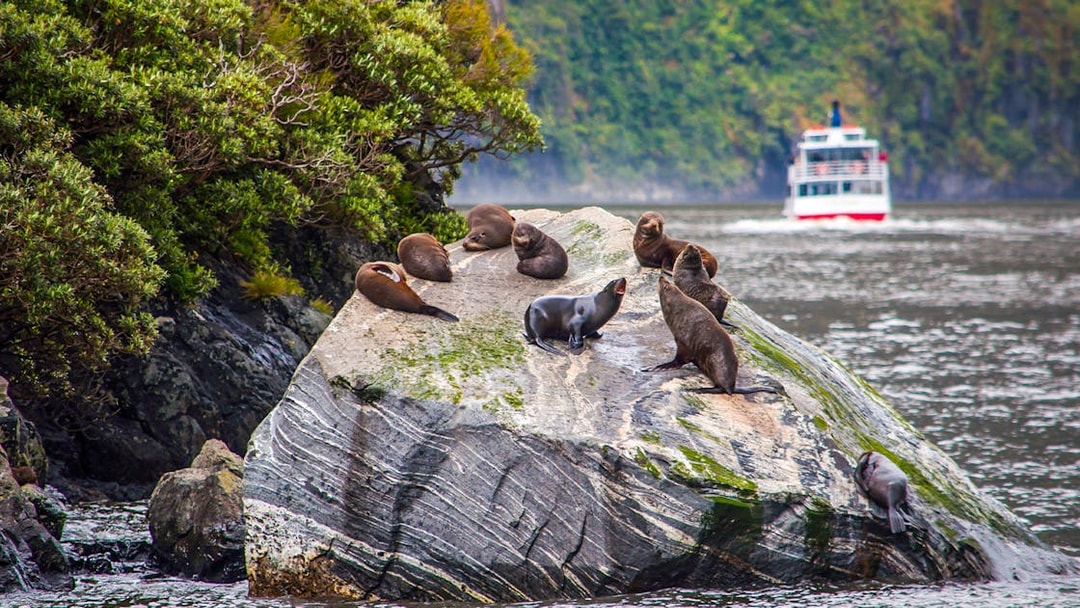 Seals resting on rocks at Milford Sound with a cruise ship in the background.