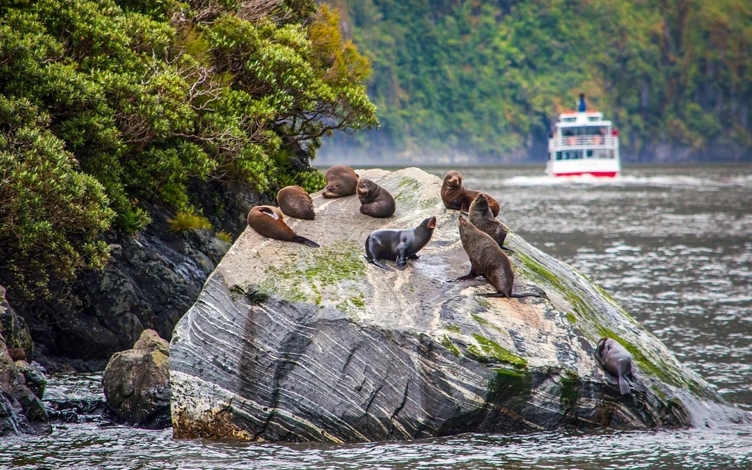 Premium Milford Sound Cruise with Gourmet Canapes & Sparkling Wine Image 7