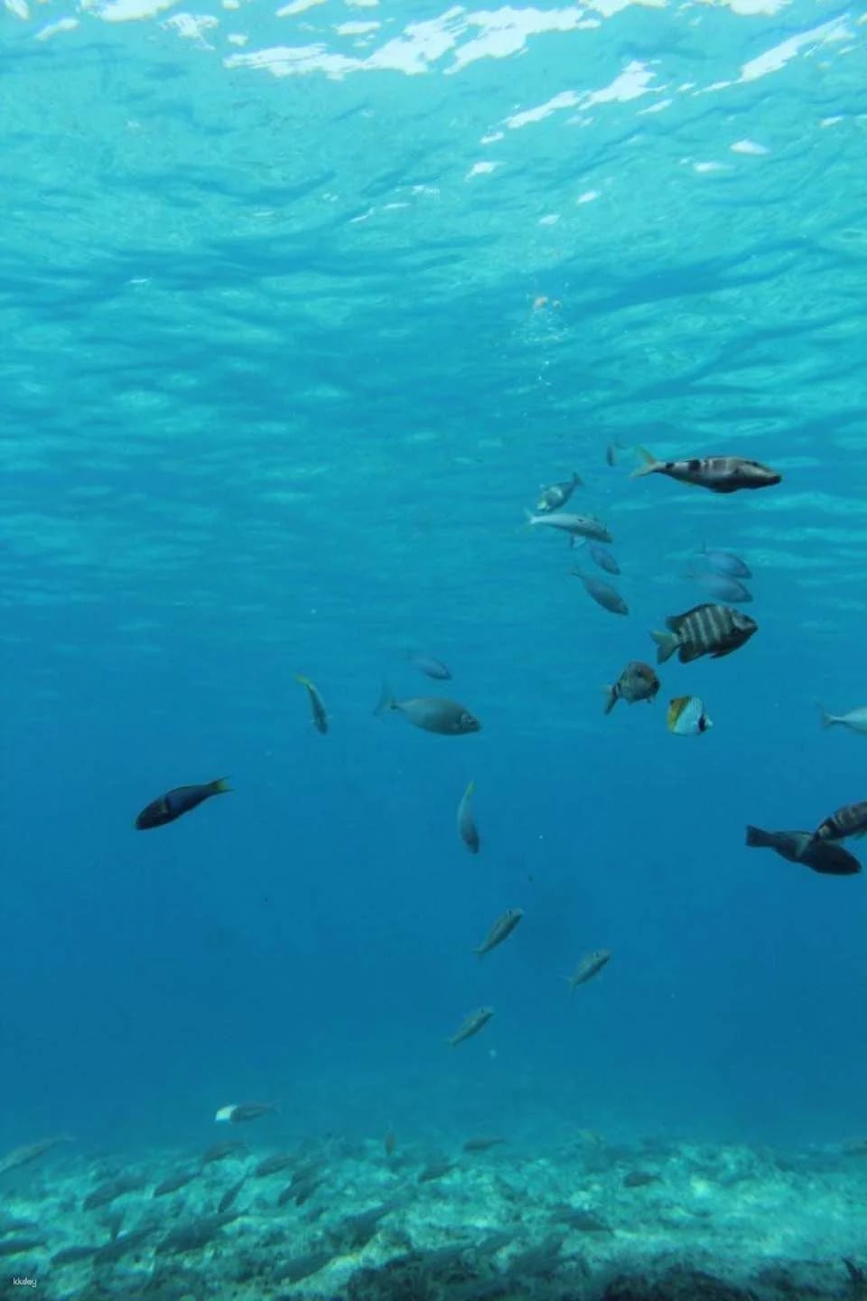 Miyakojima Marine Park Tickets | Underwater Viewing Experience