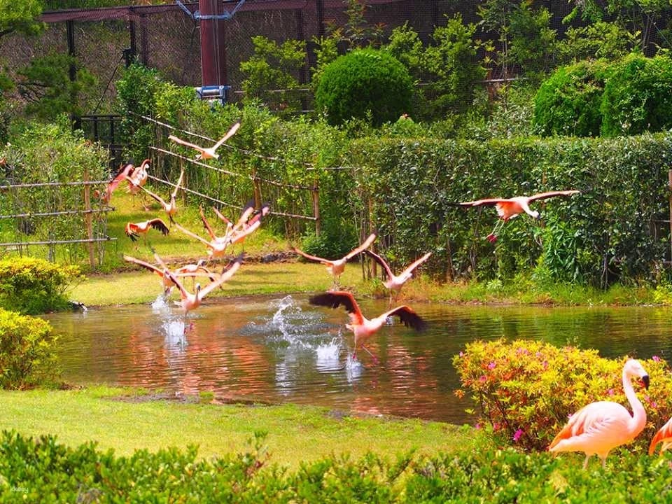 Miyazaki City Phoenix Zoo Admission Ticket (Miyazaki Zoo)