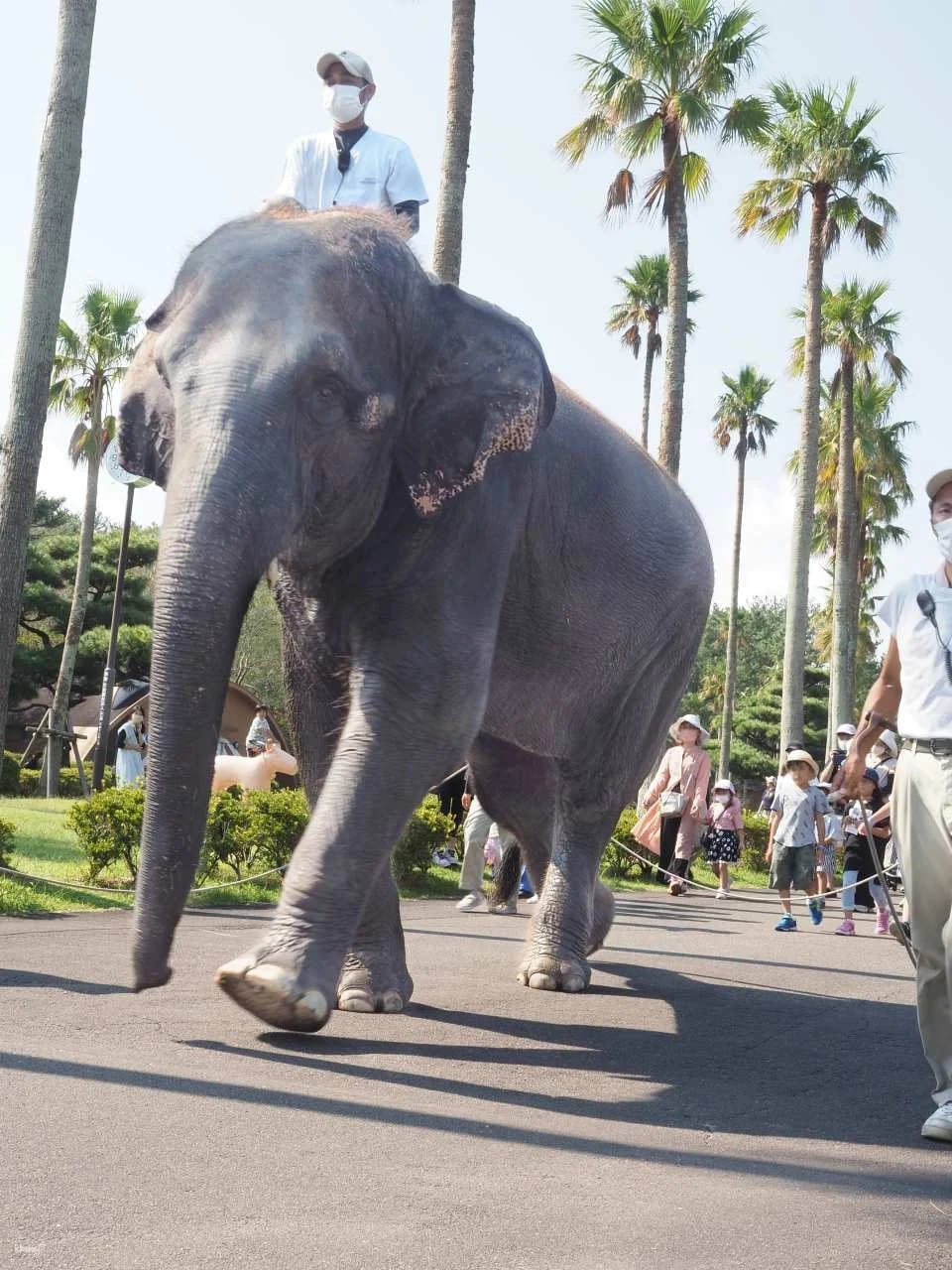 Miyazaki City Phoenix Zoo Admission Ticket (Miyazaki Zoo)
