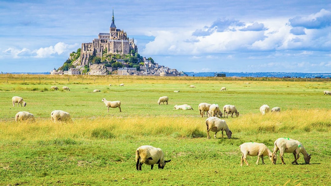 Mont Saint-Michel with grazing sheep in the foreground, Normandy, France.