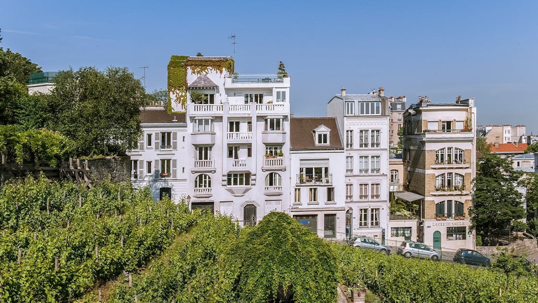 Vineyard in Montmartre with historic buildings in the background, Paris.