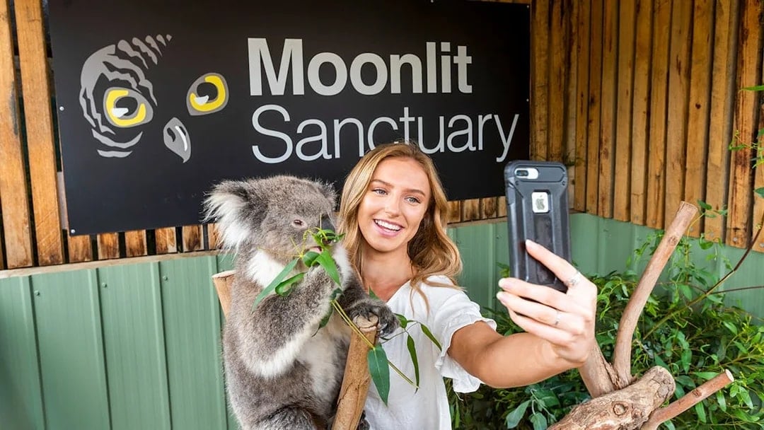 Visitor taking selfie with koala at Moonlit Sanctuary Wildlife Park.
