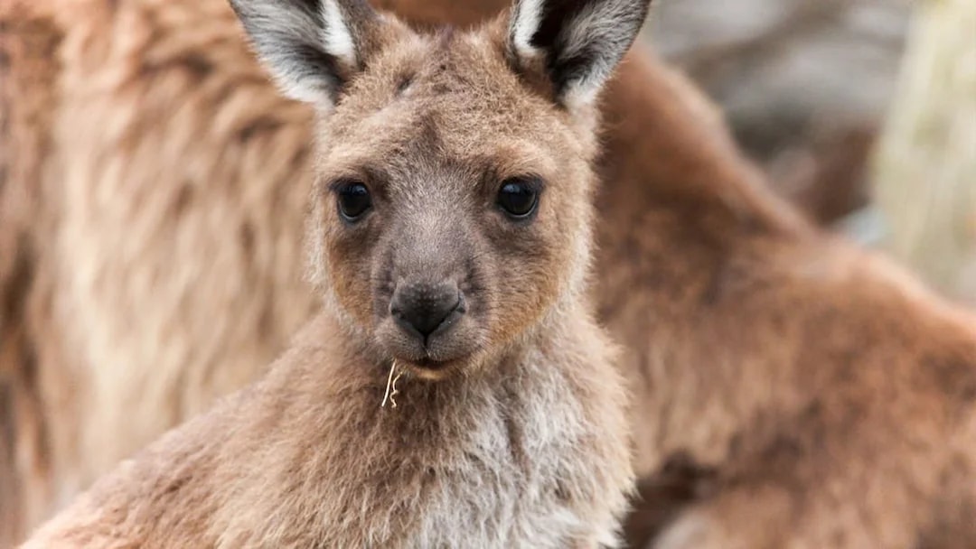 Kangaroo at Moonlit Sanctuary Wildlife Park, Australia.