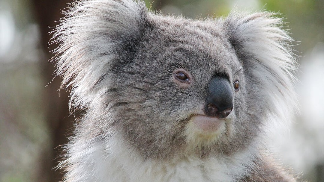Koala at Moonlit Sanctuary Wildlife Park in Australia.