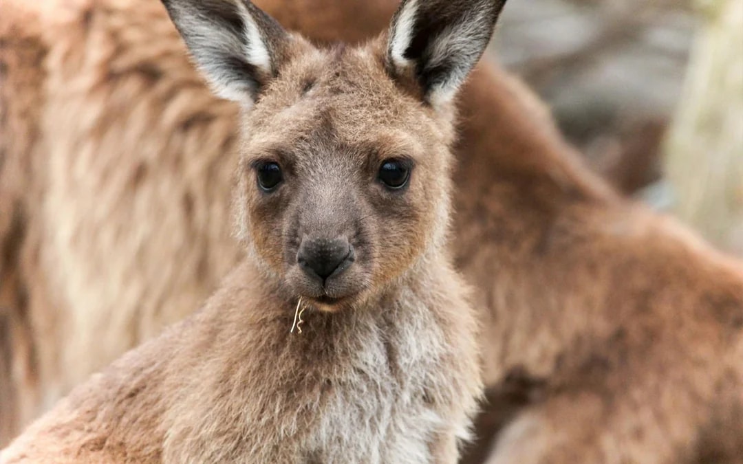 Moonlit Sanctuary Wildlife Park Admission Tickets Image 2