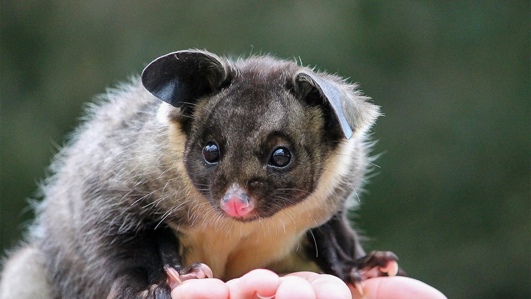 Possum on a hand at Moonlit Sanctuary Wildlife Park.