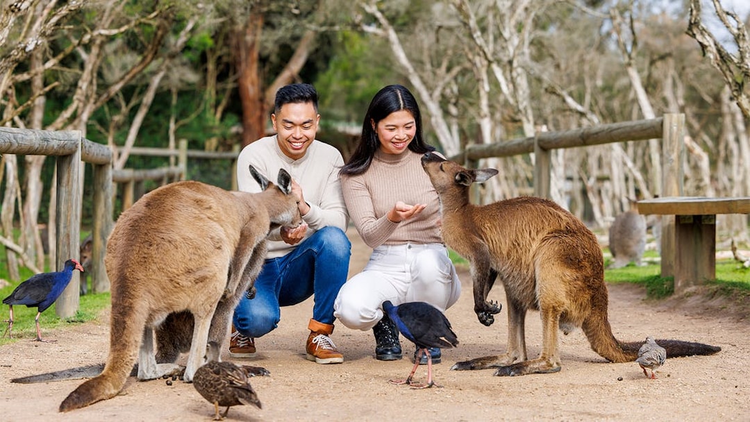 Visitors feeding kangaroos at Moonlit Sanctuary Wildlife Conservation Park, Melbourne.