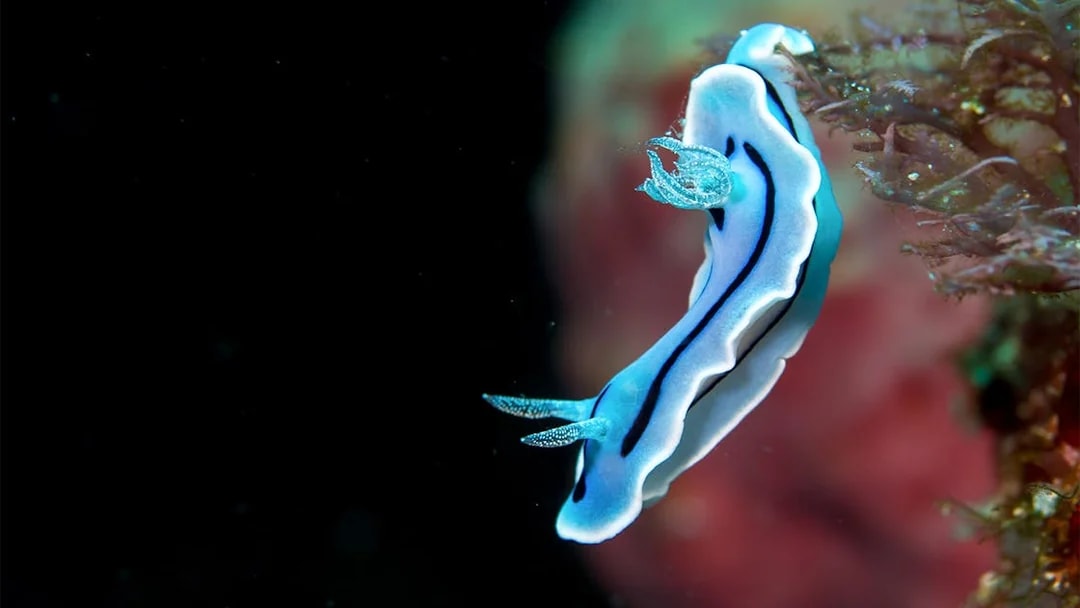 Blue and white nudibranch on a tropical reef in Indonesia.