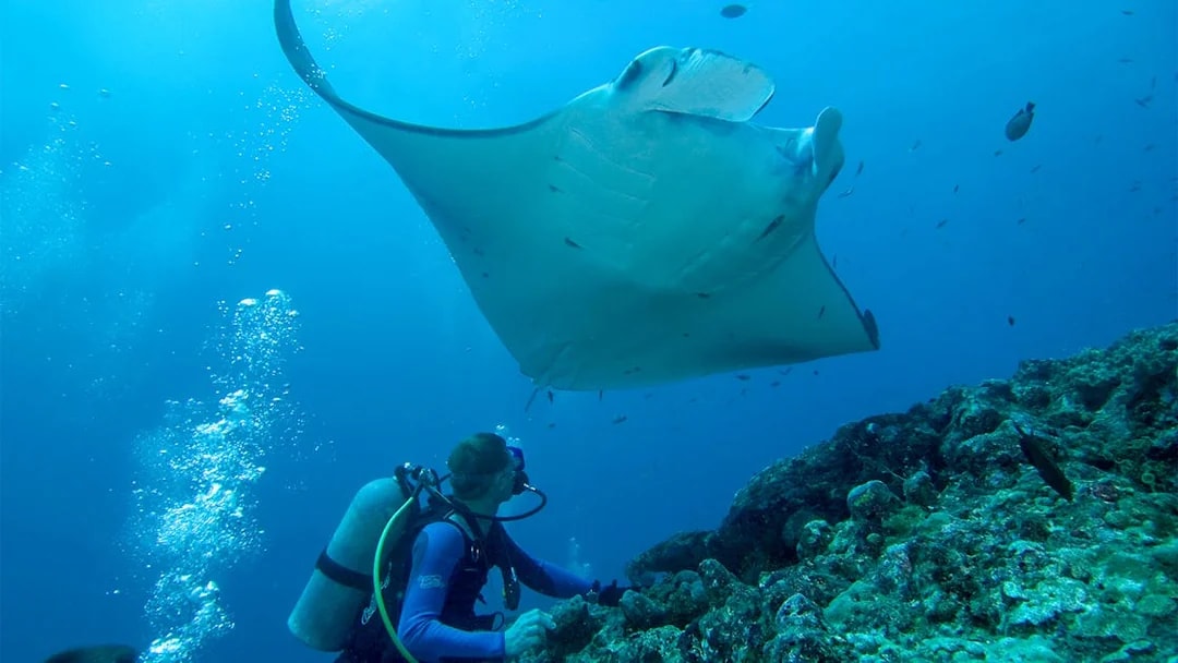 Scuba diver observing large manta ray underwater.