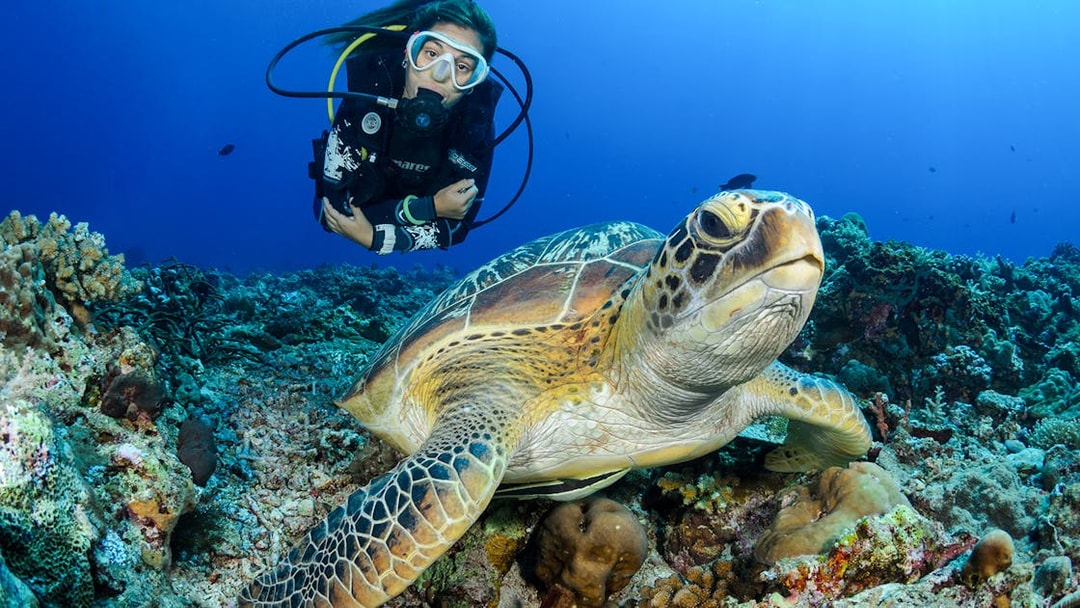 Scuba diver swimming with sea turtle in Tanjung Benoa, Bali.