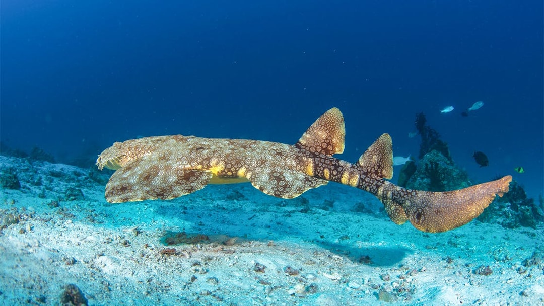 Wobbegong shark swimming close to ocean floor in clear blue water.