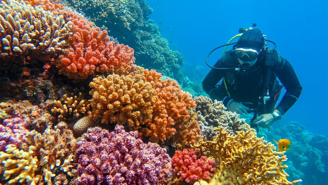 Scuba diver exploring vibrant coral reef with diverse hard corals.