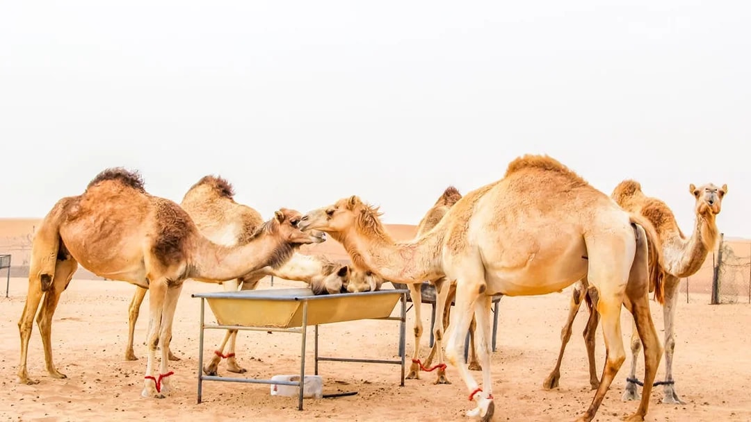 Camels gathered at a feeding trough on a desert safari camel farm.