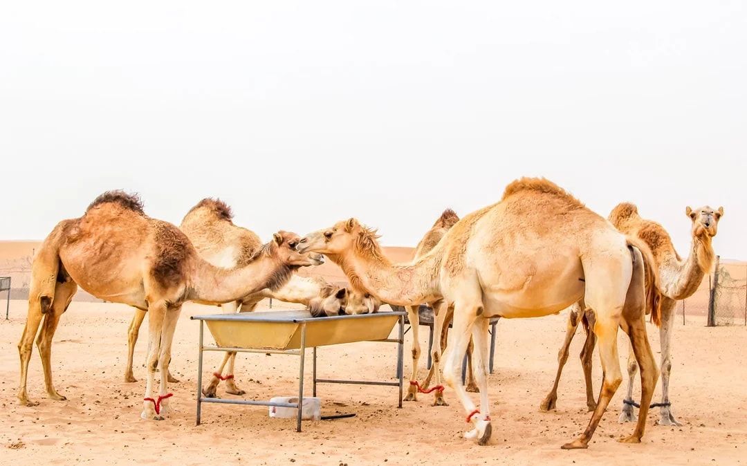 Morning Desert Safari with Camel Farm Visit & Sandboarding Image 3