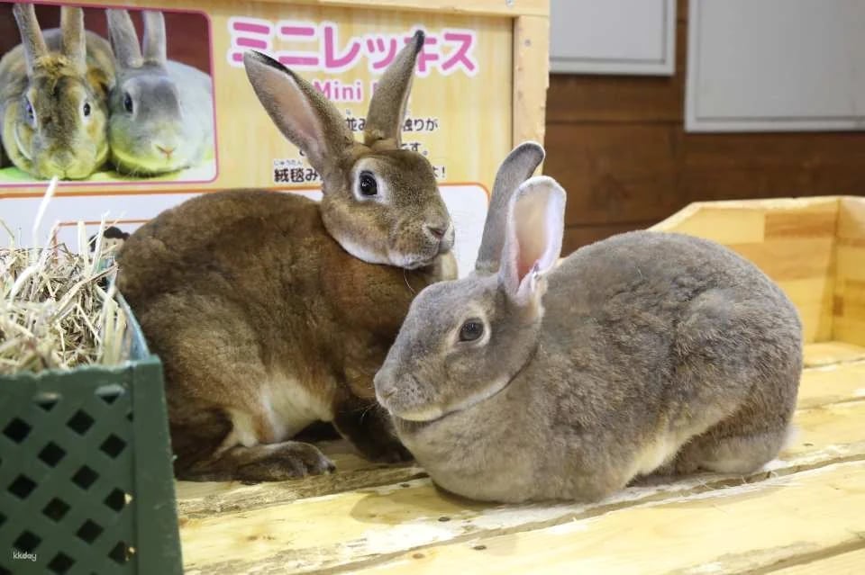 Mother Farm E-Ticket in Chiba, Japan