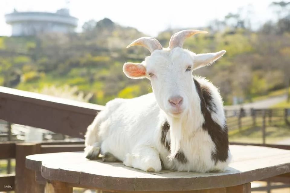 Mother Farm E-Ticket in Chiba, Japan