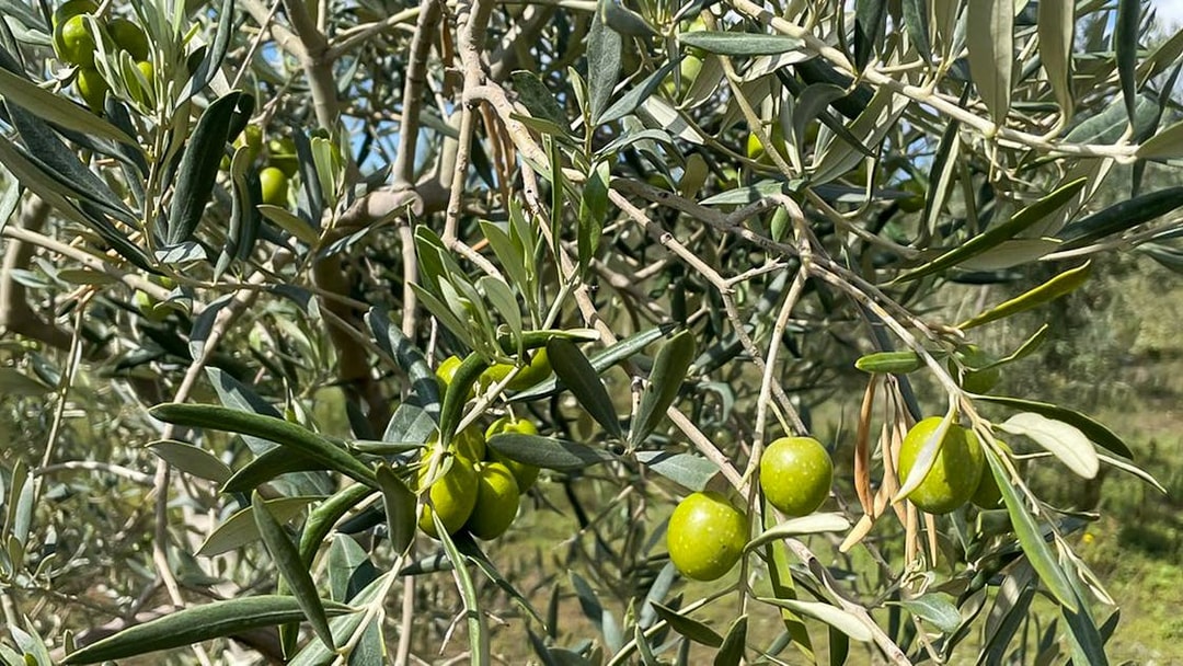 Olive tree with green olives at Mount Etna during guided walk.