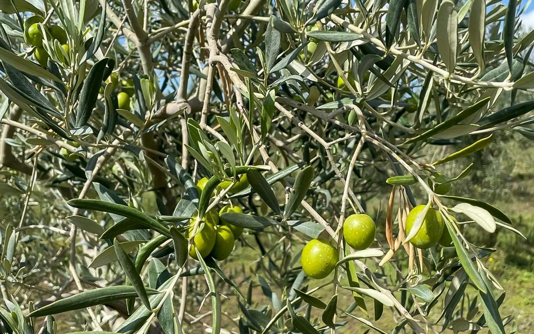 Mount Etna Guided Tour with Wine and Olive Oil Tasting Image 11