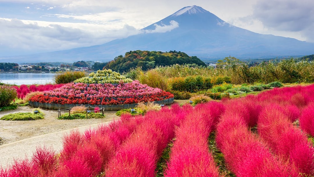Mount Fuji with vibrant pink and red flowers in foreground, Japan.