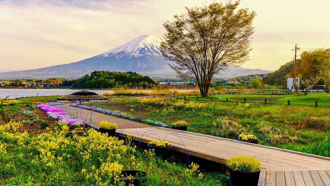 Oishi Park with vibrant flowers and Mt. Fuji in the background.