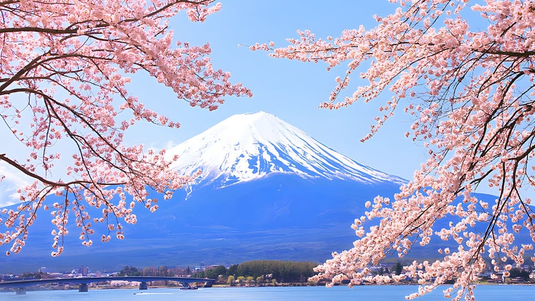 Cherry blossoms framing Mount Fuji in spring, Japan.