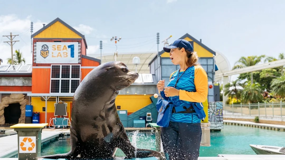 Seal interacting with trainer during Seal Guardians presentation at Sea World.