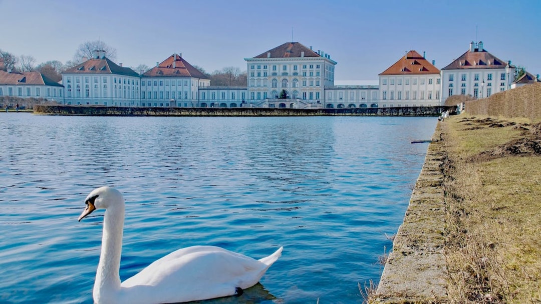 Swan swimming in front of Nymphenburg Palace, Munich, on Neuschwanstein, Oberammergau & Linderhof tour.