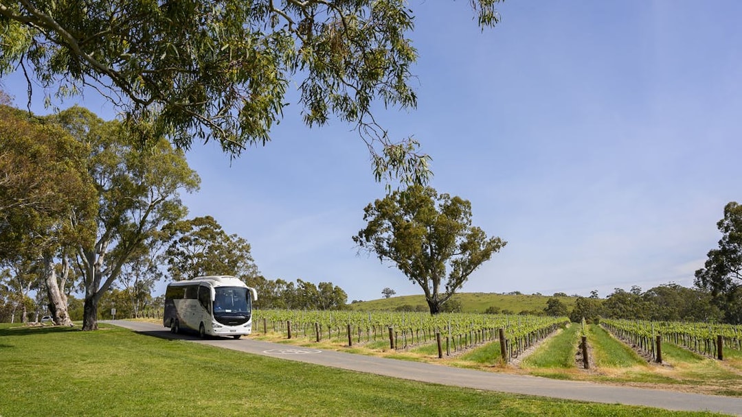 Tour bus driving through vineyards along the Murray River, Australia.