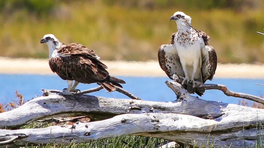 Ospreys perched on driftwood along the Murray River during a lunch cruise.