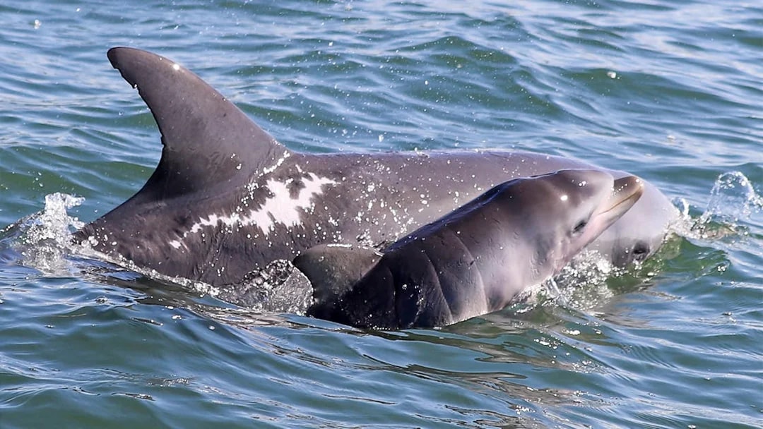 Dolphins swimming in the Murray River during a lunch cruise.