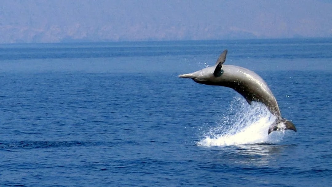 Dolphin leaping from the sea during Musandam Dibba Dhow Cruise.