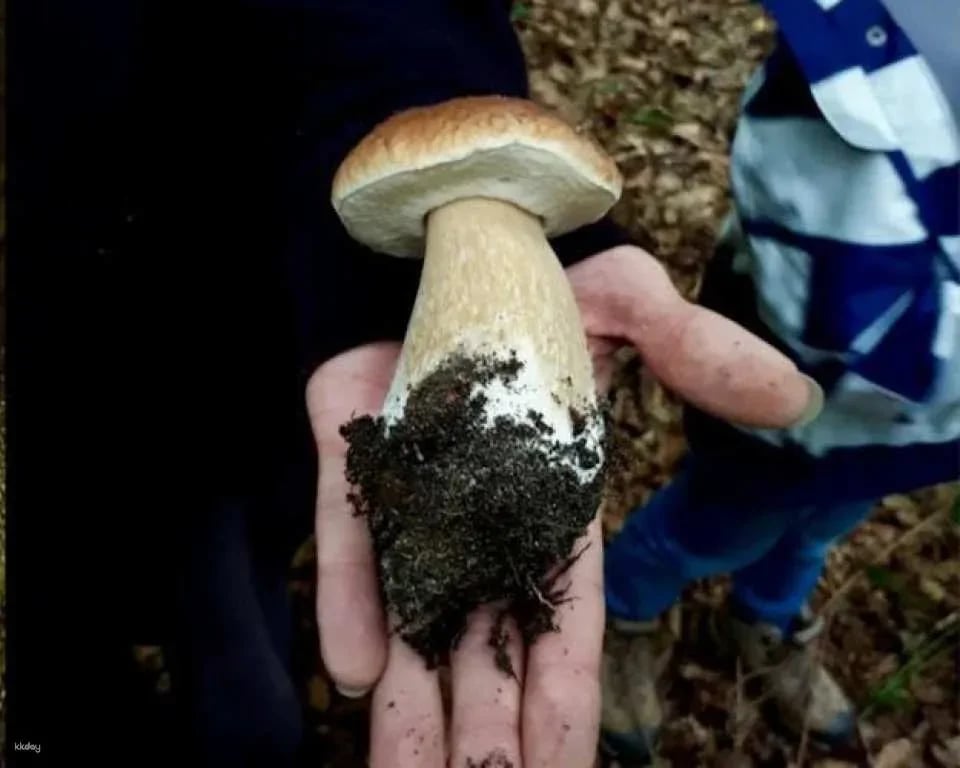 Mushroom foraging guided hike in Stuttgart South