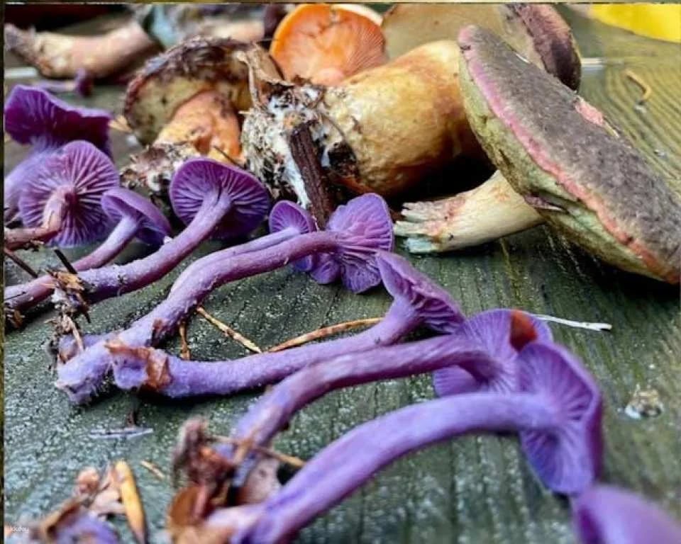 Mushroom foraging guided hike in Stuttgart South