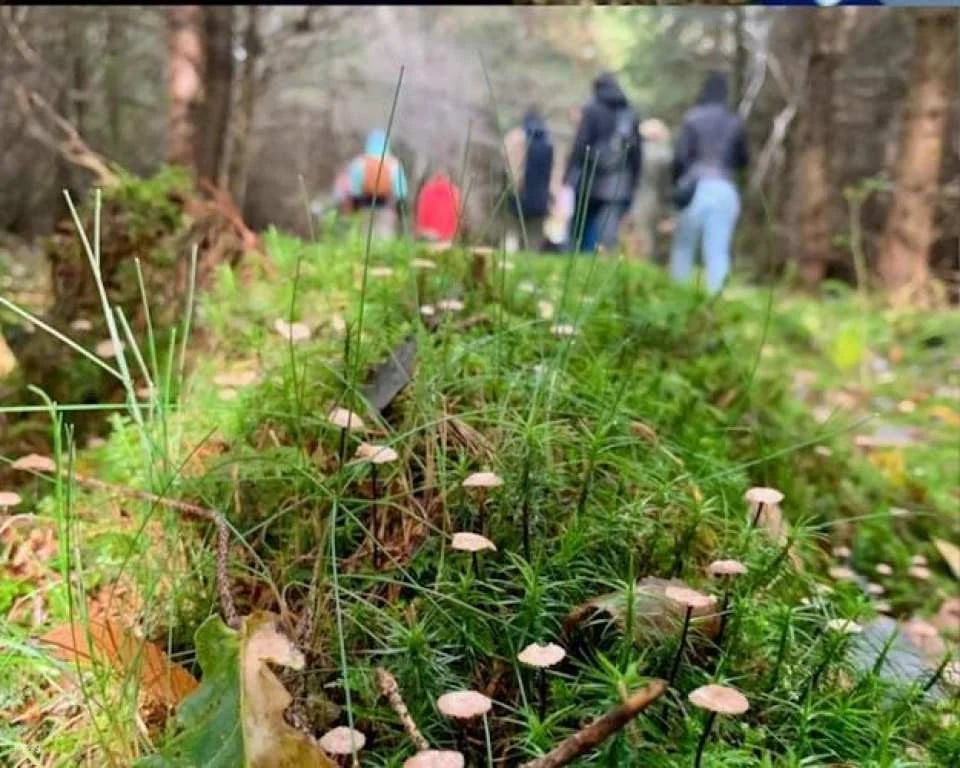 Mushroom foraging guided hike in Stuttgart South