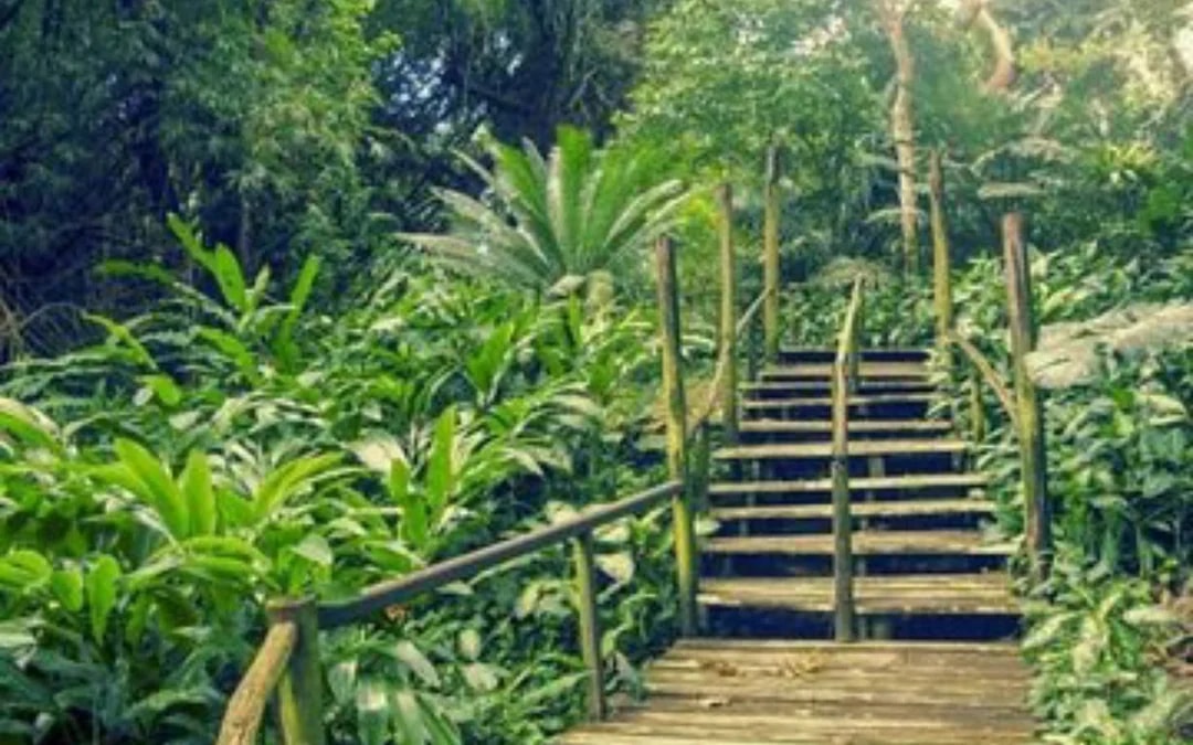 Nadi Highlights Guided Tour: Temple, Village, Market, Orchid Garden, and Hot Springs Entry Image 4