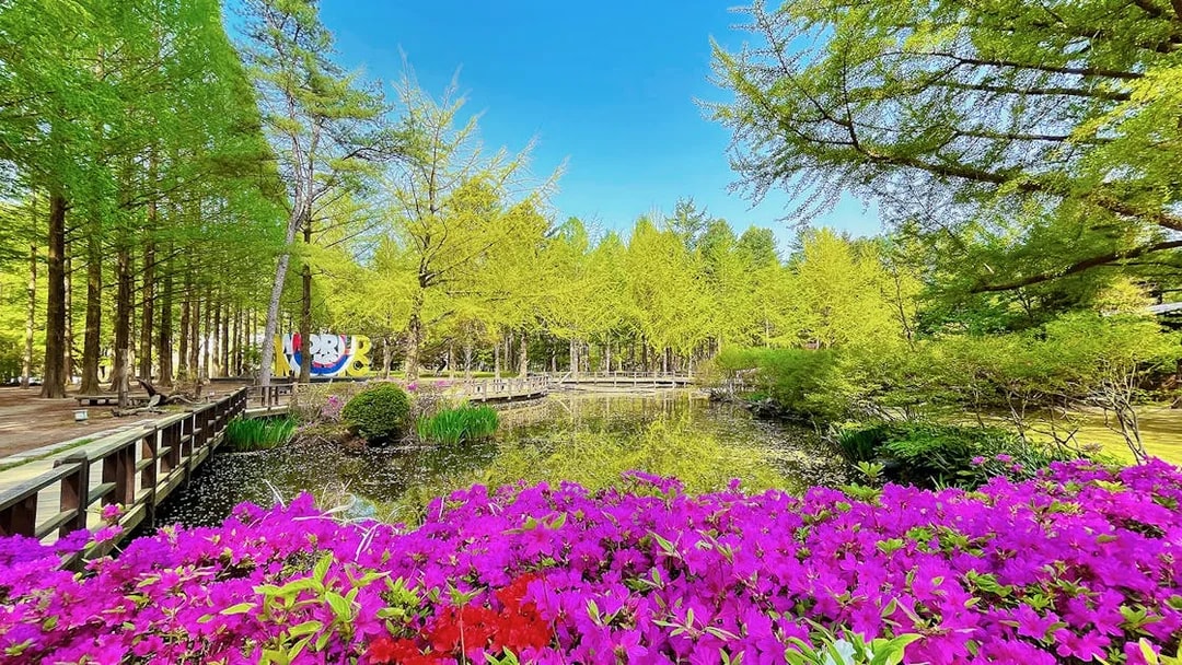 Colourful flowers by a pond on Nami Island, South Korea.