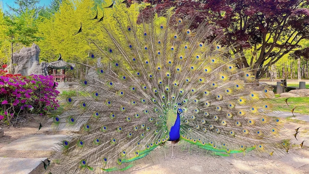 Peacock displaying feathers on Nami Island, South Korea, with colorful foliage in the background.