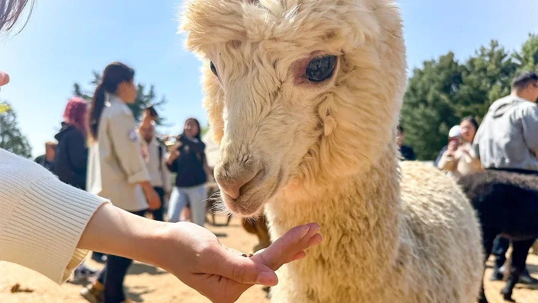 Hand feeding a white alpaca at Alpaca World, Nami Island tour from Seoul.
