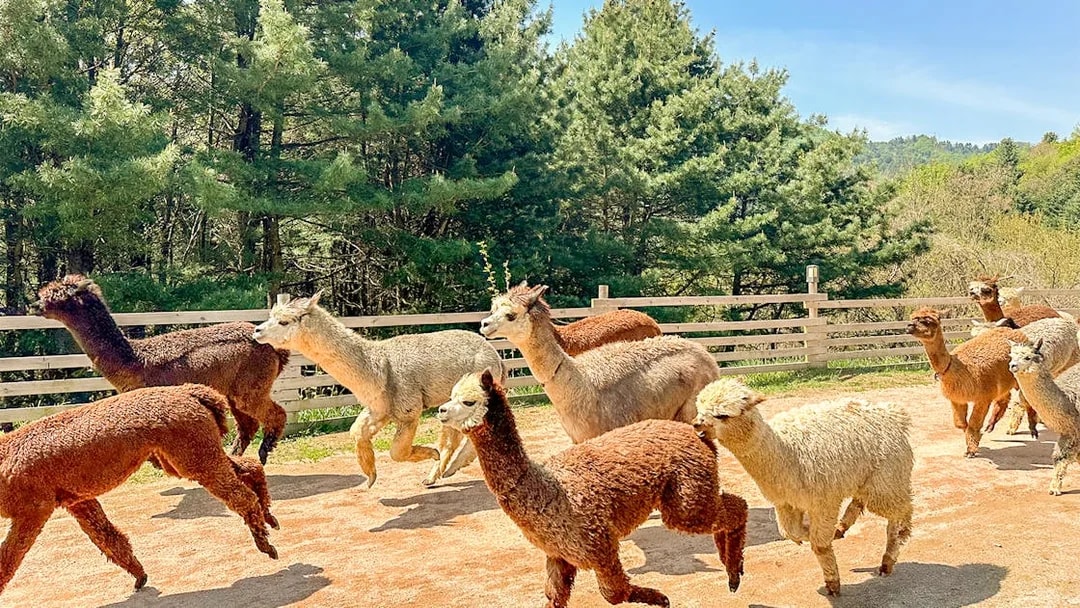 Herd of multicolored alpacas running in outdoor enclosure at Alpaca World, South Korea.