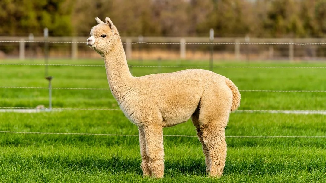 Brown alpaca in grassy field enclosure at South Korea wildlife attraction.