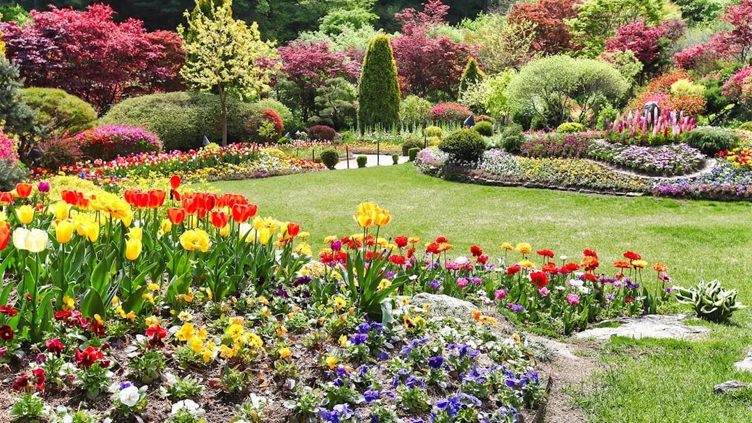 Manicured garden with colorful tulips and shaped shrubs in South Korea.