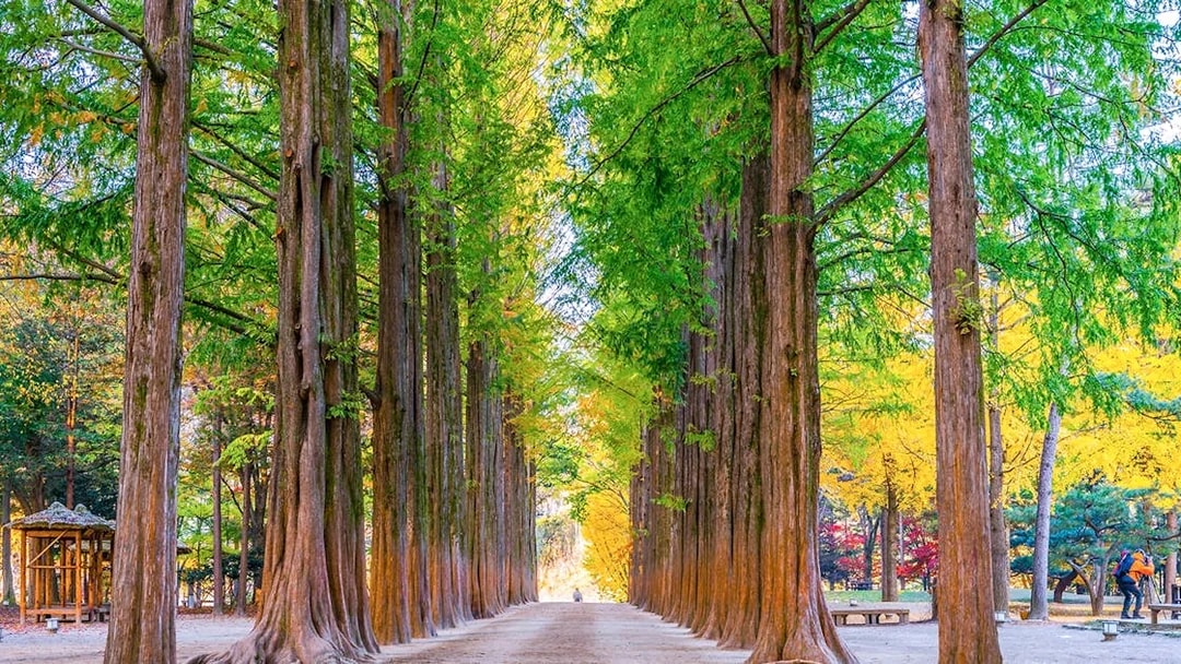 Pathway lined with tall green and yellow trees on Metasequoia Lane, Nami Island, South Korea.